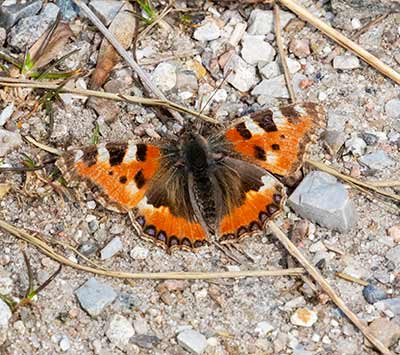 Small Tortoiseshell