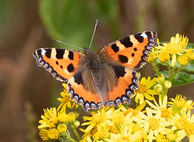 Small Tortoiseshell