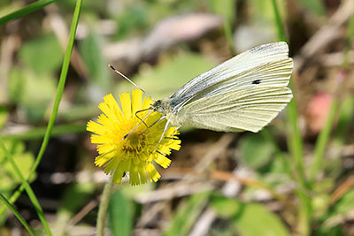 Small White