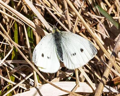 Small White