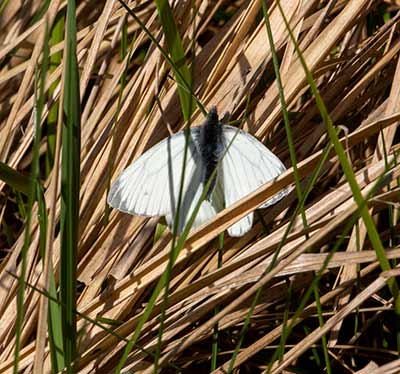 Small White