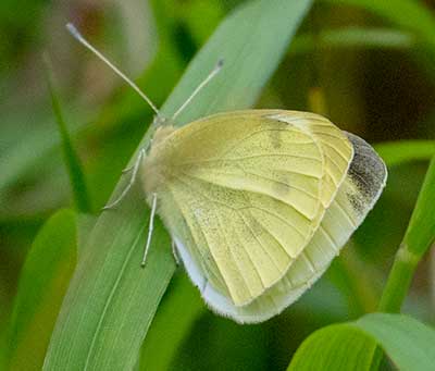 Small White