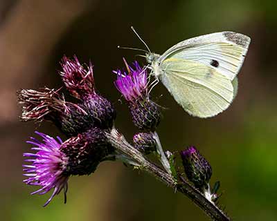 Small White