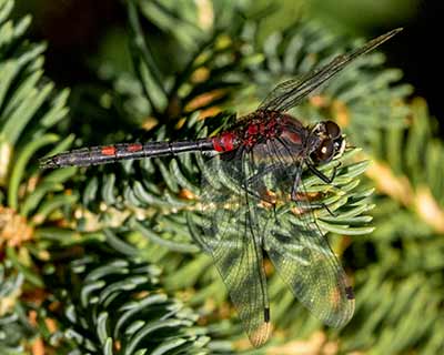 Small Whiteface