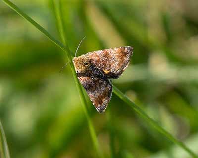 Small Yellow Underwing