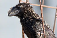 Smooth-billed Ani
