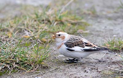 Snow Bunting