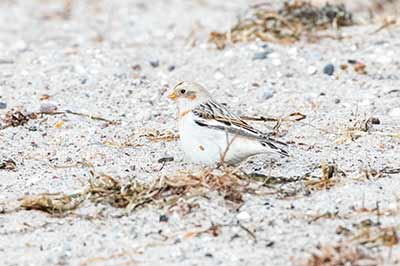 Snow Bunting