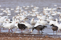 Snow Goose