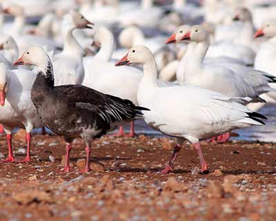 Snow Goose