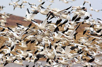 Snow Goose