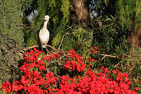 Snowy Egret