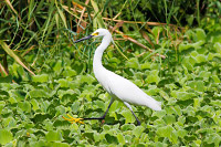 Snowy Egret