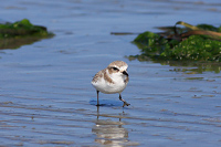 Snowy Plover