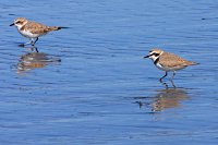 Snowy Plover