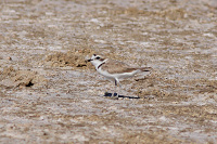 Snowy Plover