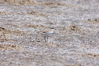 Snowy Plover
