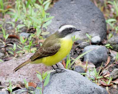 Social Flycatcher