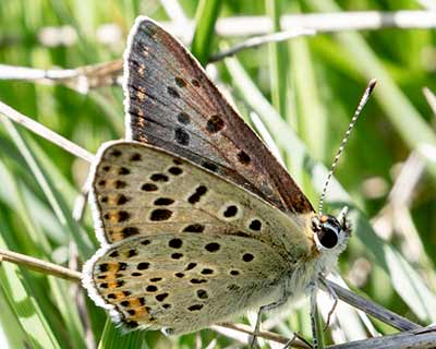 Sooty Copper
