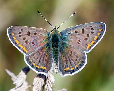 Sooty Copper