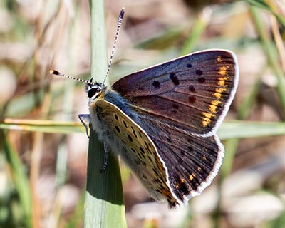 Sooty Copper