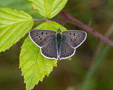 Sooty Copper