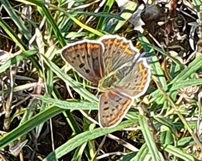 Sooty Copper