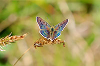 Sooty Copper