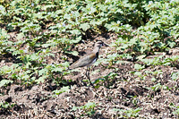 Southern Lapwing