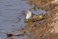 Spotted Sandpiper