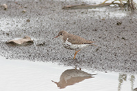 Spotted Sandpiper