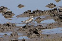 Semipalmated Sandpiper