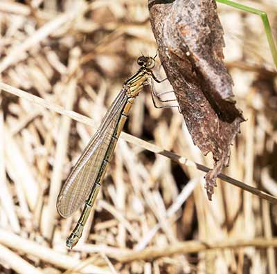Spearhead Bluet