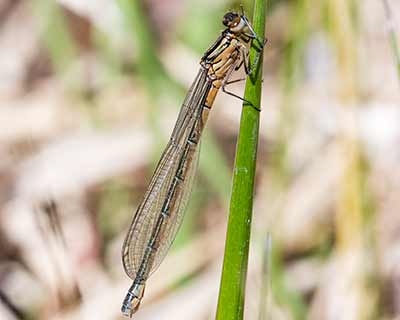 Spearhead Bluet
