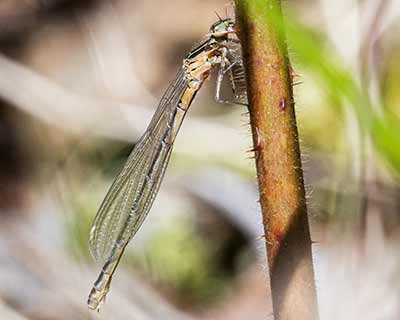 Spearhead Bluet