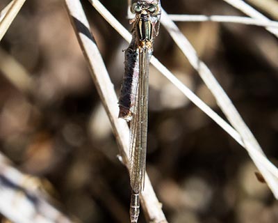 Spearhead Bluet