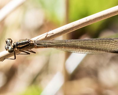 Spearhead Bluet