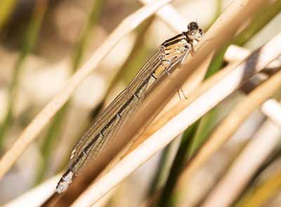 Spearhead Bluet