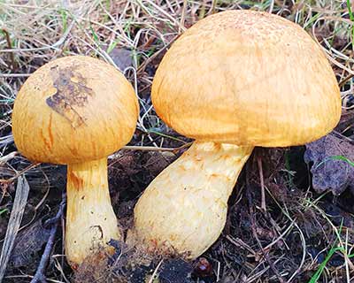 Spectacular Rustgill