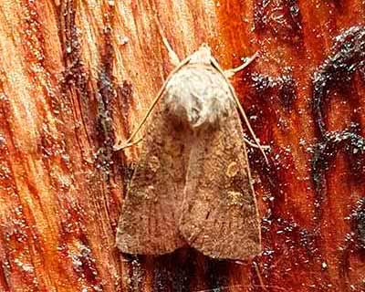 Square-spot Rustic