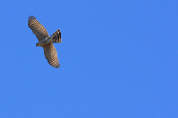 Sharp-shinned Hawk
