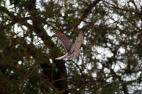 Sharp-shinned Hawk