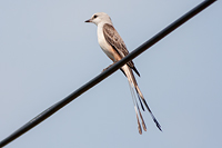 Scissor-tailed Flycatcher