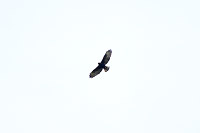 Short-tailed Hawk