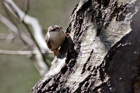 Short-toed Treecreeper