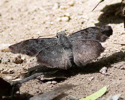 Staphylus sp.