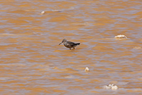 Stilt Sandpiper