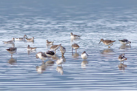 Stilt Sandpiper