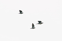 Stock Dove