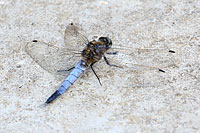 Black-tailed Skimmer